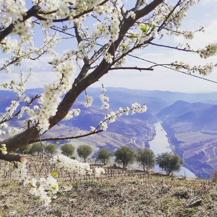 Villa D'Uvale Douro Alijó エクステリア 写真